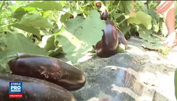 Productie record de vinete in acest an pentru fermierii romani. Cat costa un kilogram in piata