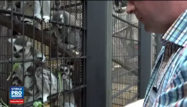 Specia de lemurieni pe cale de disparitie salvata la un ZOO din Romania. Ce buruieni din tara noastra le plac in mod special