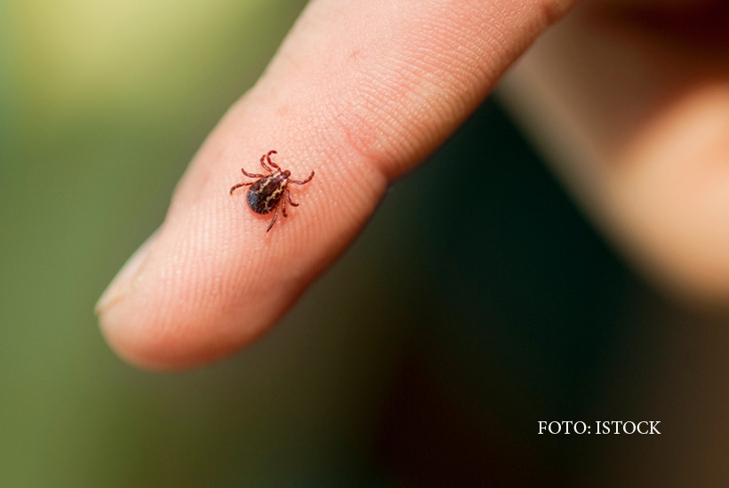 Bărbat din Buzău diagnosticat cu boala Lyme, după ce a fost muşcat de căpuşă