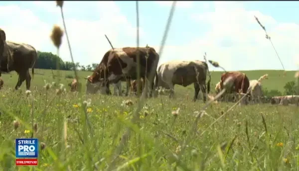 Marii cultivatori, nevoiti sa angajeze straini, pe salarii de mii de euro. Localnicii prefera statul acasa si ajutorul social