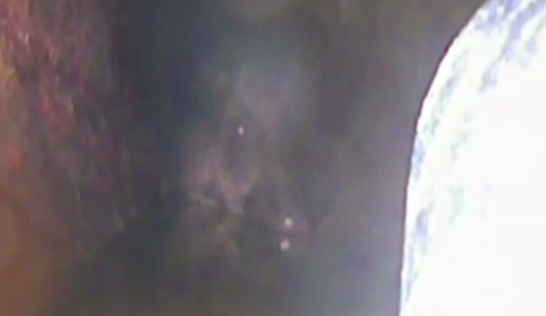 Un mistret a ramas blocat intr-un sistem de canalizare din Constanta. Autoritatile confirma prezenta altor trei exemplare