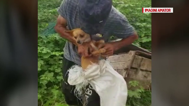 Catelusa cazuta in fantana, salvata dupa trei zile de satenii din Matca. Primul gest pe care l-a facut cand a ajuns la lumina