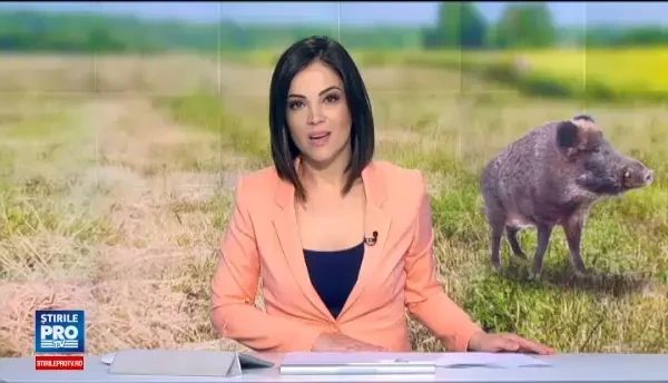 Locuitorii din Constanta, avertizati ca un mistret umbla liber prin oras. Unde a fost observat