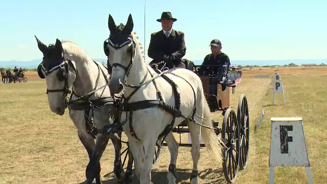 Cei mai frumosi si mai bine dresati cai se intrec in Bihor. O pereche de cabaline costa cat o casa in Bucuresti