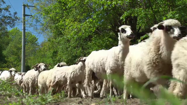 Ciobanii se plang ca nu mai au cui sa vanda lana si ii dau foc. "Pana in 1989, o vindeam si luam doua Dacii"