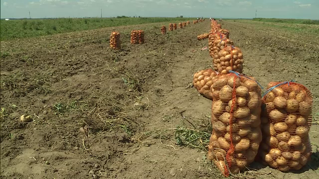 Comuna cunoscuta in toata Romania pentru productia de cartofi, ingropata incet, incet de mandria agricultorilor