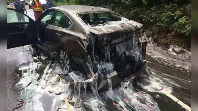 Un camion plin cu tipari s-a rasturnat pe o sosea din SUA. Pompierii au avut de curatat mazga alba secretata de pesti