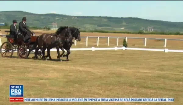 Cele mai bune echipe de atelaje cu doi cai s-au adunat sa concureze in Bihor. O pereche ajunge pana la 100.000 de euro