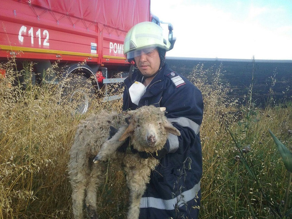 Interventii inedite pentru pompierii din Timis. Doi pui de barza si un miel, salvati de angajatii ISU