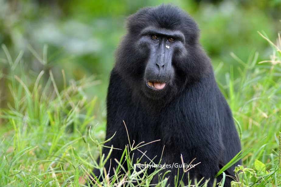 Disputa in instanta intre un fotograf si aparatorii unei maimute pe drepturile de autor ale unui selfie realizat de primata