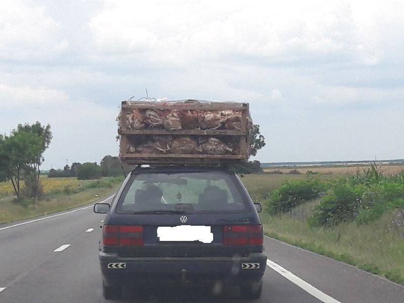 Zeci de gaini, ingramadite intr-o cusca, transportate pe drumurile publice. Unde au fost surprinse imaginile. FOTO
