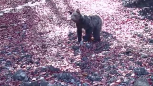 Alerta la Busteni, dupa ce un urs a fost lovit de o masina si a fugit in padure. Avertismentul dat pentru turisti