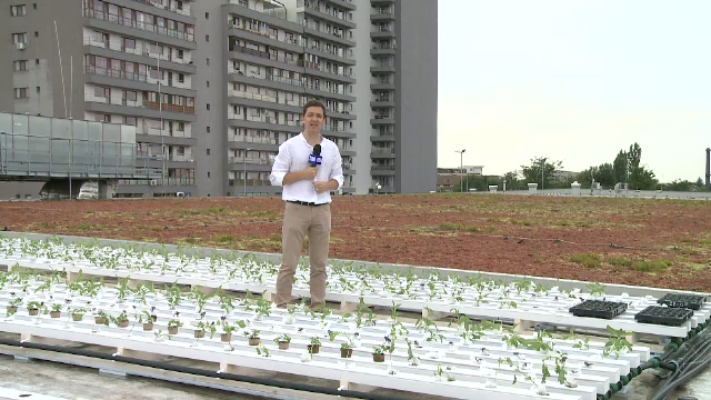 Romanii de la oras, tot mai preocupati de gradinaritul urban. Tehnologia moderna ii ajuta sa mute gradinile pe blocuri