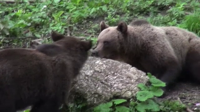 Barbat din Mures, desfigurat dupa ce a fost atacat de un urs. Un alt incident similar a avut loc cateva ore mai tarziu