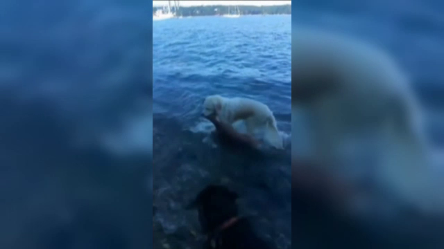 Operatiune de salvare inedita, in Statele Unite. Ce creatura a scos un golden retriever dintr-un lac