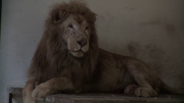 Animalele de la Circul Globus au ajuns la parcuri zoo din tara. Cum s-au adaptat la noua viata leul Leo si camilele