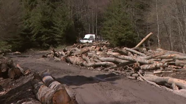 Ministrul Apelor si Padurilor lauda taierile legale si se plange de sistemul de urmarire al defrisarilor prin satelit