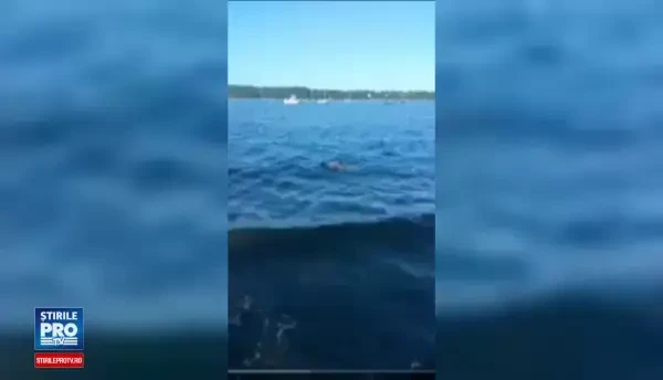 Operatiune de salvare inedita, in Statele Unite. Ce creatura a scos un golden retriever dintr-un lac