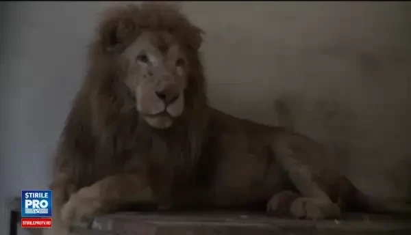 Animalele de la Circul Globus au ajuns la parcuri zoo din tara. Cum s-au adaptat la noua viata leul Leo si camilele