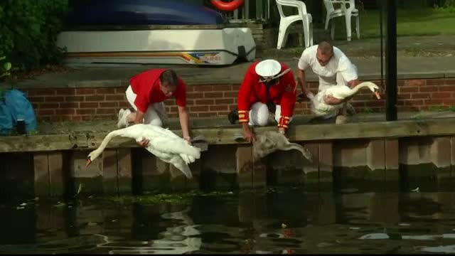 Englezii fac recensamantul lebedelor de pe Tamisa. "E o traditie din vremea cand erau surse foarte importante de hrana"