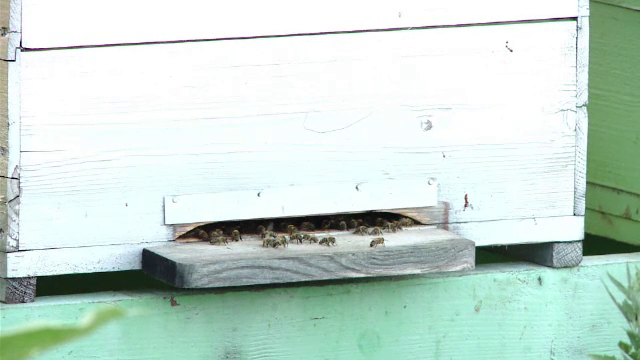 Trei persoane atacate de un roi de albine in acelasi loc in care un barbat a murit dupa ce a fost intepat. Cum a fost posibil