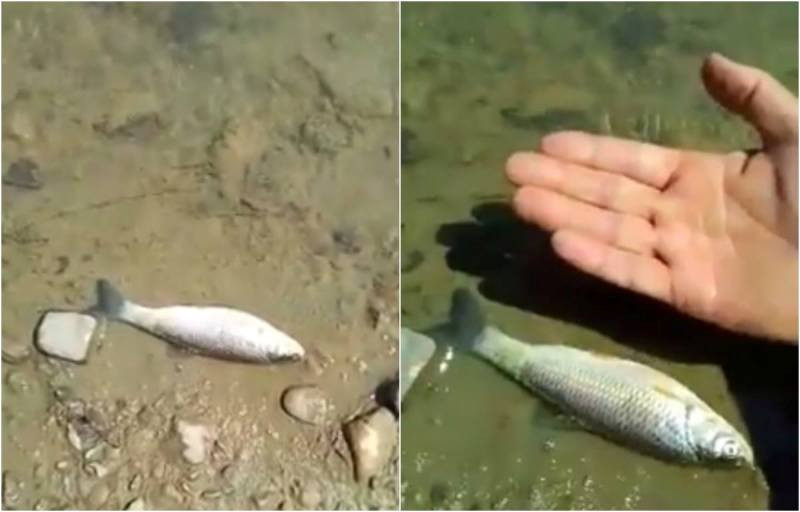 Sute de pesti morti pe raul Ampoi in Alba in urma unei posibile poluari. Garda de Mediu a deschis o ancheta