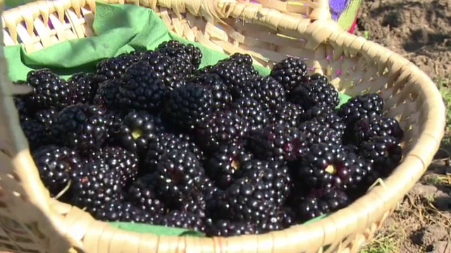 An profitabil pentru cei care au pariat pe culturile de fructe de padure. Cat a castigat un barbat din 15 ari de mure