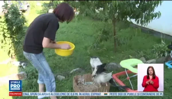 Un adapost de langa Sibiu, casa pentru zeci de berze. Voluntarii au nevoie de ajutor pentru a salva cat mai multe animale