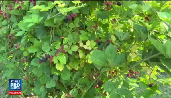 An profitabil pentru cei care au pariat pe culturile de fructe de padure. Cat a castigat un barbat din 15 ari de mure