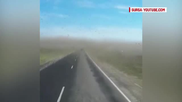 Invazie de lacuste filmata in Rusia. Autoritatile au decretat stare de urgenta