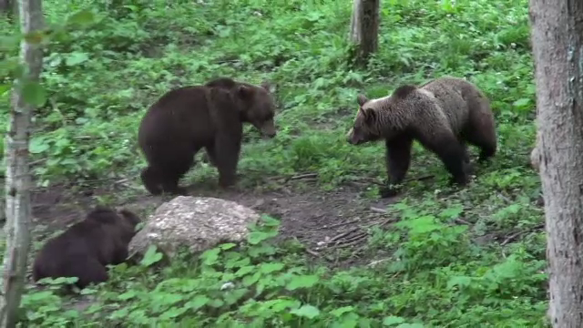 Liber la omorat ursi! Ordinul Ministerului Mediului ar putea permite uciderea a 140 de animale in fiecare an