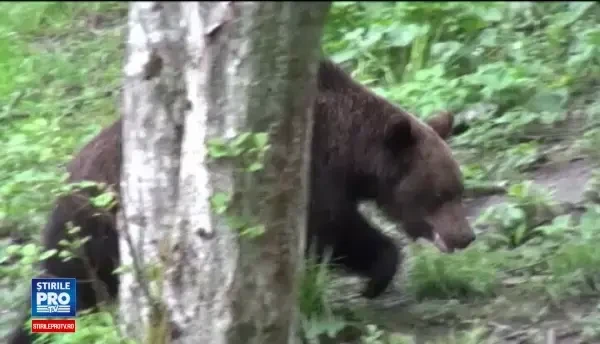 Liber la omorat ursi! Ordinul Ministerului Mediului ar putea permite uciderea a 140 de animale in fiecare an