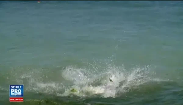 Mongol Rally, cel mai mare raliu caritabil din lume, traverseaza Romania. Participantii doneaza bani dupa e merg 28.000 km