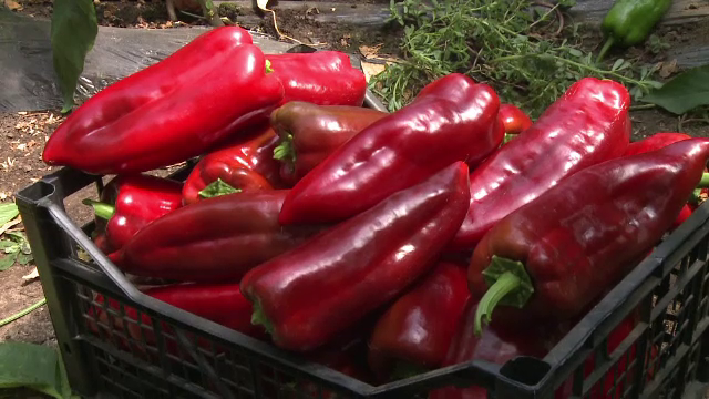 Din cauza recoltei bogate, agricultorii romani au scazut pretul ardeiului. Cat costa un kg de kapia pe tarabe