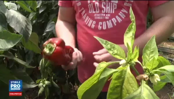 Din cauza recoltei bogate, agricultorii romani au scazut pretul ardeiului. Cat costa un kg de kapia pe tarabe