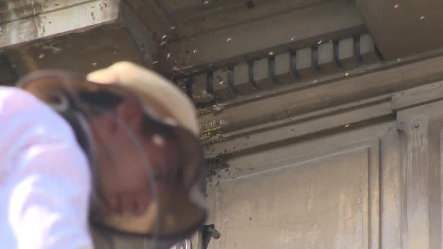 Un roi de circa 40.000 de albine si-a facut cuib intr-o institutie din Ploiesti. Operatiunea speciala prin care a fost mutat