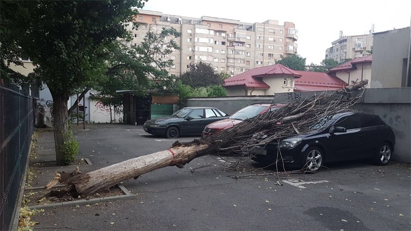 copac cazut Bucuresti