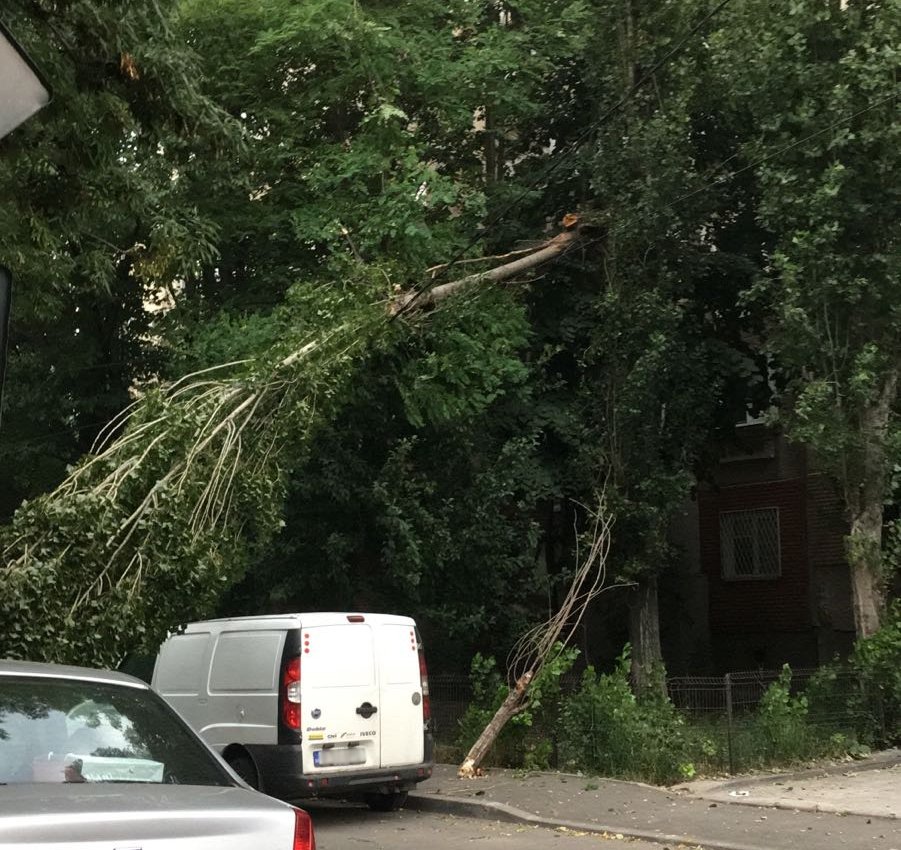 copac cazut Bucuresti
