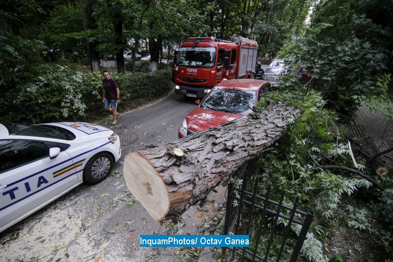 Zeci de copaci, doborati de furtuna in Capitala