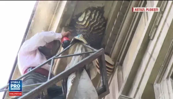 Un roi de circa 40.000 de albine si-a facut cuib intr-o institutie din Ploiesti. Operatiunea speciala prin care a fost mutat