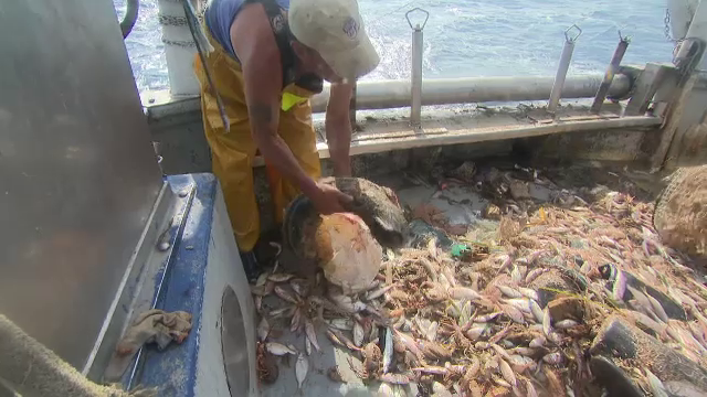 Spaniolii fac haine ecologice din deseuri reciclate din mare. "Castigam bani din pescuit si strans gunoaie din apa"