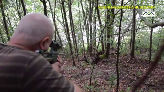 Urs salvat de jandarmii hunedoreni din capcana braconierilor. De cand statea fiara captiva