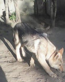 O femeie din Craiova si-a lasat cainele pe mana unui dresor, iar peste 3 luni l-a gasit mort. Care a fost scuza barbatului