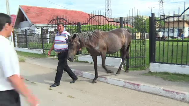 Toti caii din Targu Jiu, microcipati pentru ca proprietarii sa poata fi trasi la raspundere. Cat de grea s-a dovedit misiunea