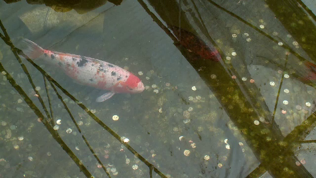 Pestii de la Delfinariul din Constanta risca sa moara din cauza turistilor. Gestul despre care oamenii cred ca aduce noroc