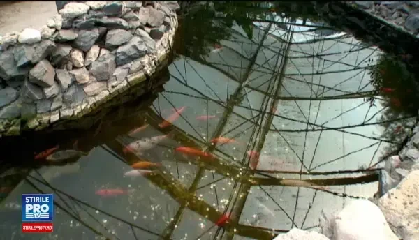 Pestii din Delfinariul din Constanta risca sa moara din cauza turistilor. Gestul care ar aduce noroc