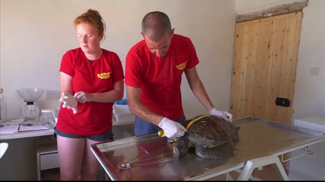 Testoasele verzi din Mediterana, pe cale de disparitie, din cauza deseurilor aruncate in mare. Ce s-a descoperit la autopsie