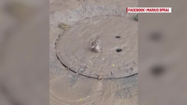 Ploi torentiale in Tulcea si Constanta. Suvoaiele au facut pana si soarecii sa iasa din canalizari