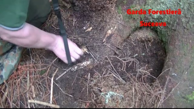 Noua metoda pentru a defrisa copacii. Cum au uscat hotii de lemne 300 de arbori in Suceava