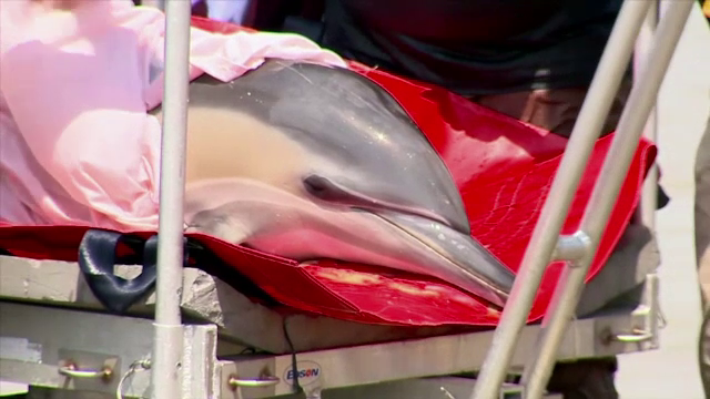 Imagini dureroase cu masacrul facut de braconieri in Marea Neagra. Sturioni si delfini, gasiti morti in plasele acestora